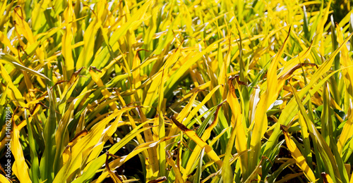 a fild of grass colse up background abstract photo