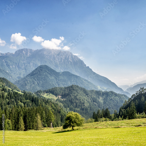 Mountain valley with green trees © nickolya