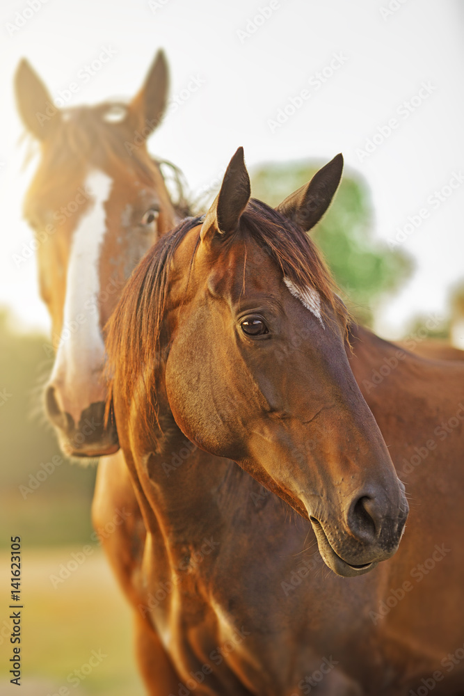 Fototapeta premium Portrait of a couple of horse in the sun at morning.