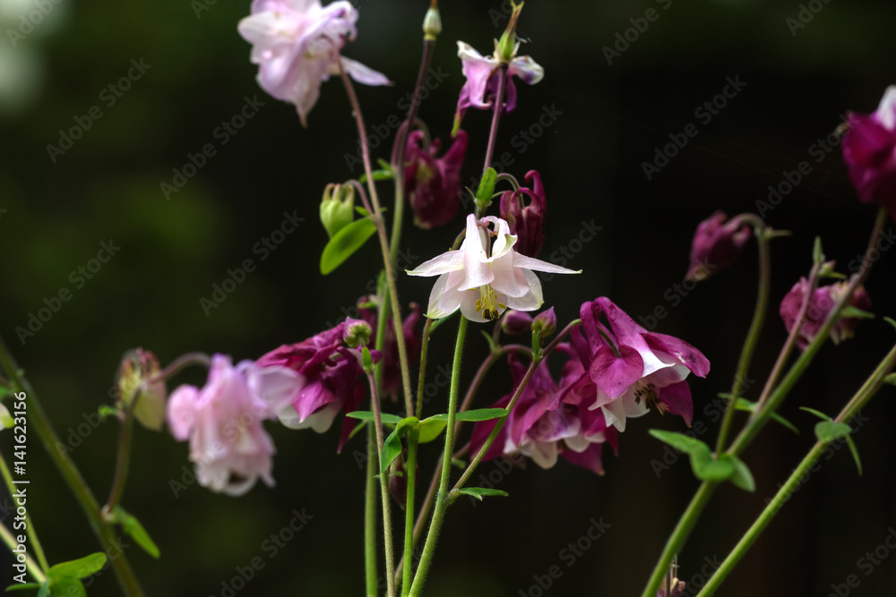 Garden flower. The flower of the aquilegia growing in the summer garden.