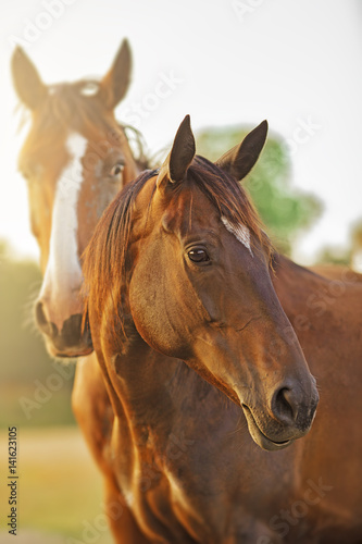 Portrait of a couple of horse in the sun at morning.