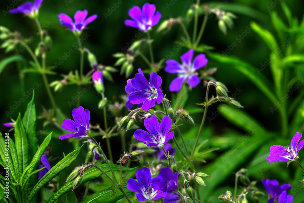 Wild flower. A geranium flower growing on a summer meadow.