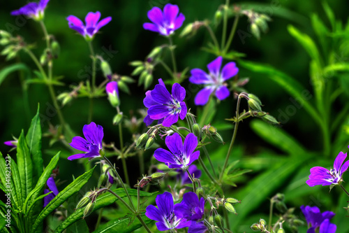 Wild flower. A geranium flower growing on a summer meadow. 