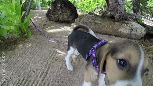 Happy young girl running with her beagle dog in summer park. Slow motion. Outdoors portrait. Slow motion. Tropical island Bali, Indonesia.