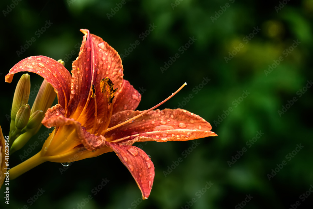 Garden flower. The flower of the daylily growing in the summer garden.