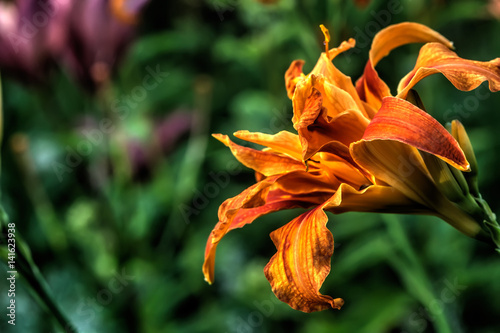 Garden flower. The flower of the daylily growing in the summer garden. 