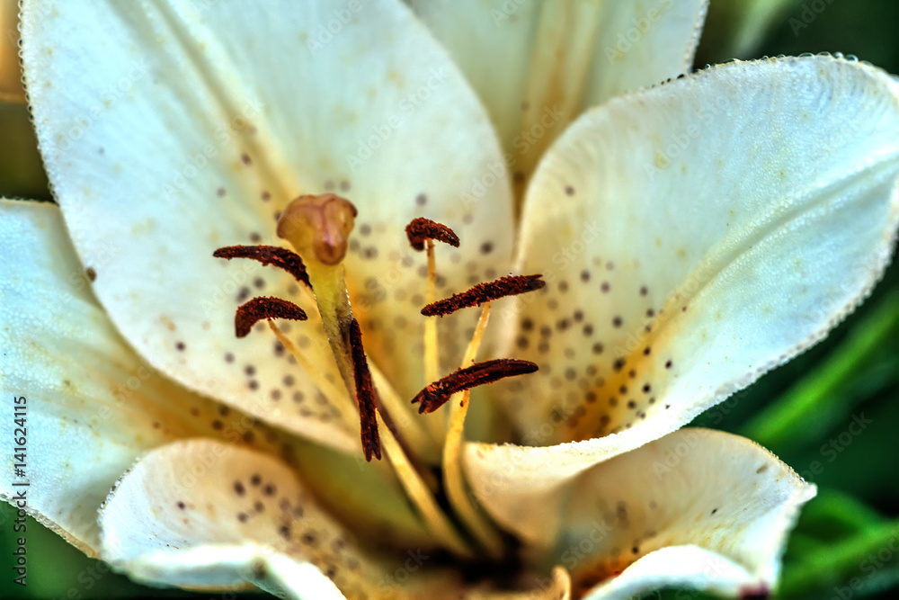 Garden flower. A flower of a decorative lily growing in a summer garden.