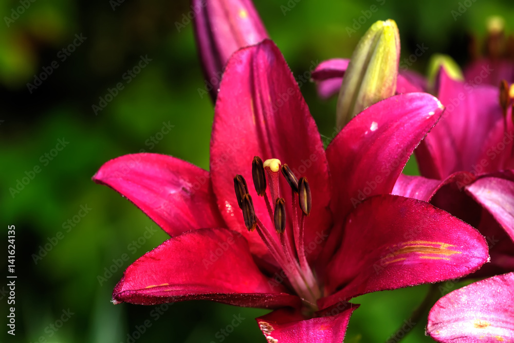 Garden flower. A flower of a decorative lily growing in a summer garden.
