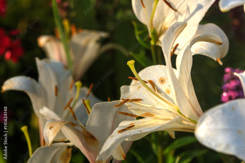 Garden flower. A flower of a decorative lily growing in a summer garden.