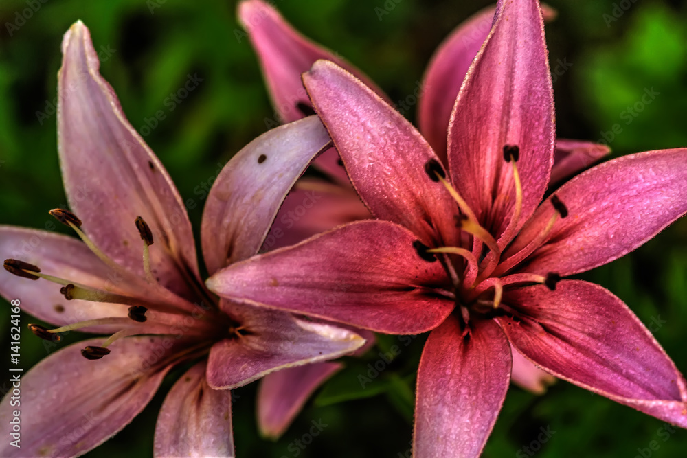 Garden flower. A flower of a decorative lily growing in a summer garden.