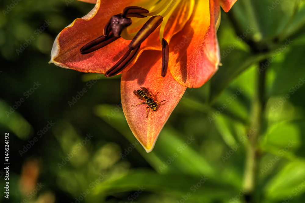 Garden flower. A flower of a decorative lily growing in a summer garden.