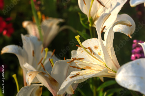 Obraz na płótnie Garden flower. A flower of a decorative lily growing in a summer garden. w salonie