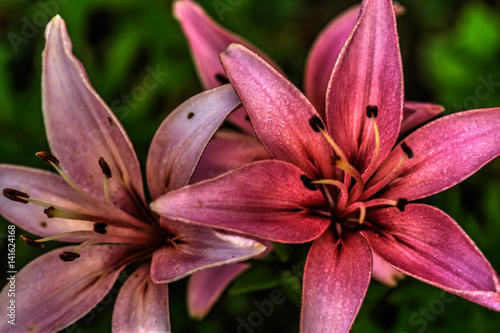 Obraz na płótnie Garden flower. A flower of a decorative lily growing in a summer garden. w salonie