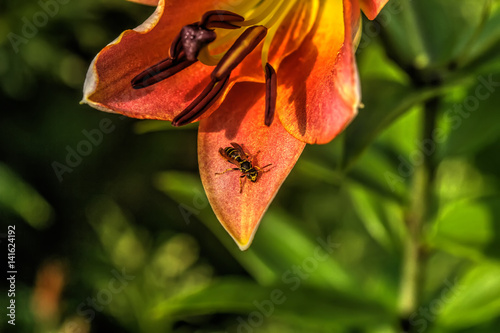 Garden flower. A flower of a decorative lily growing in a summer garden. 