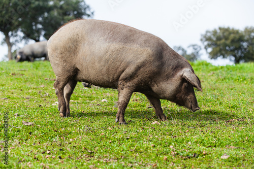 Iberian pig eating in a green meadow.