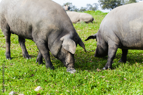 Two iberian pigs pasturing in a green meadow.