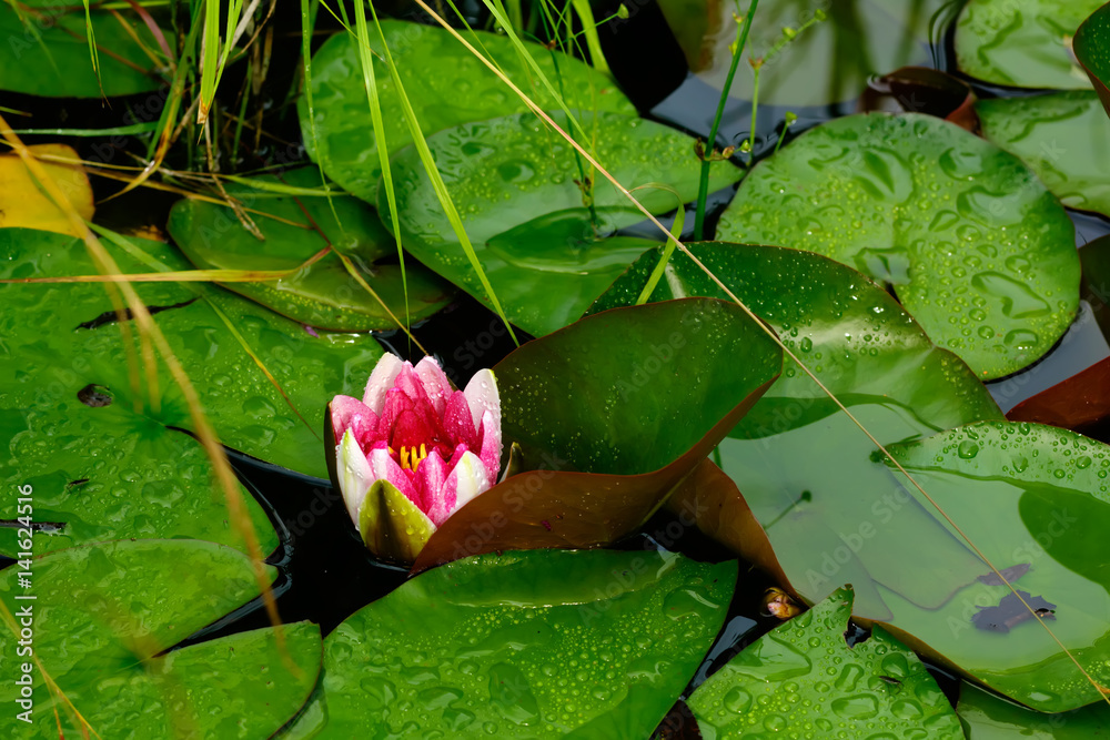 Summer garden. Red water lily growing in the summer pond.