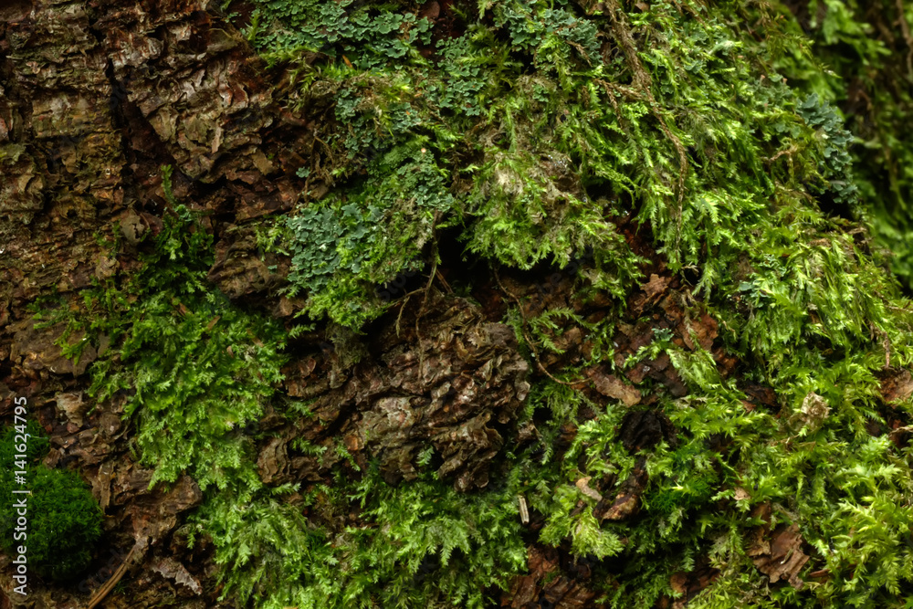 Moss growing in the summer forest. Rural.