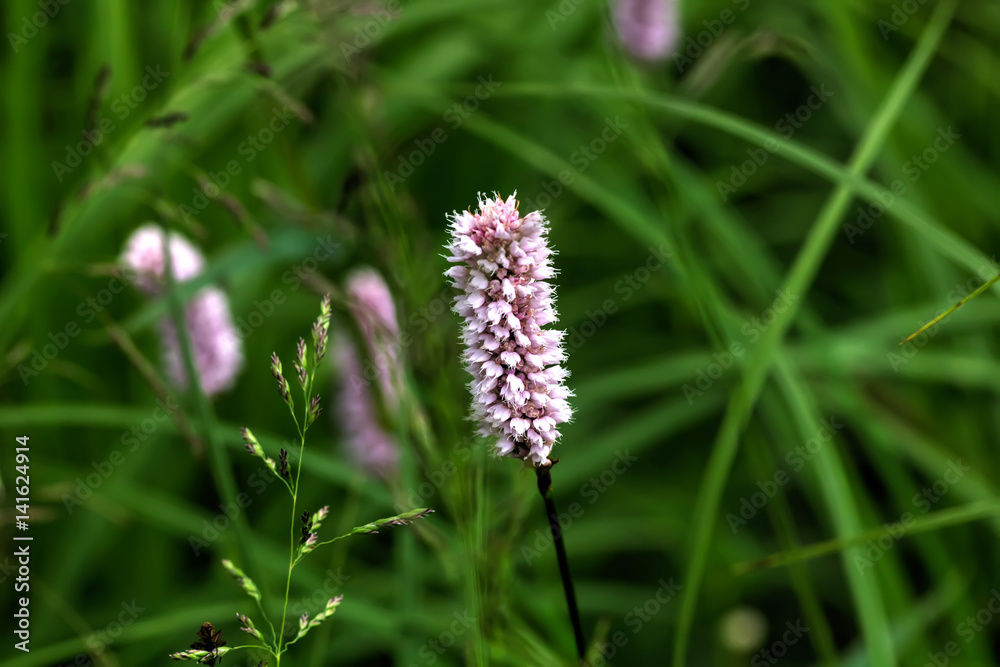 Wild flower. A bistort flower growing on a summer meadow.