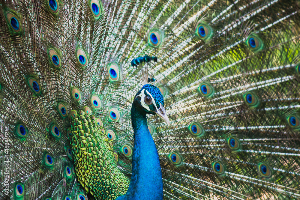 Obraz premium Portrait of beautiful peacocks are spread tail-feathers.