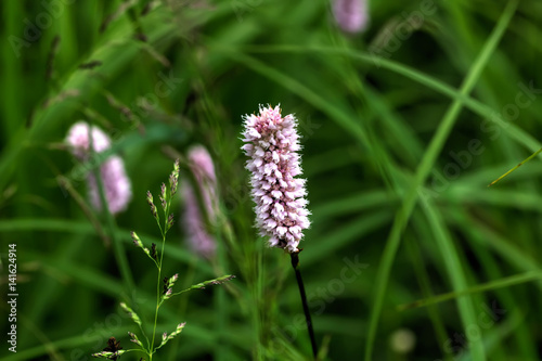 Obraz na płótnie Wild flower. A bistort flower growing on a summer meadow. w salonie