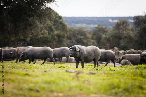 Iberian pig herd pasturing in a green meadow. photo