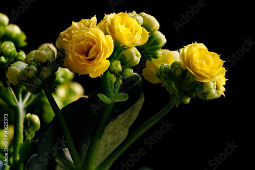 Yellow flowers and buds