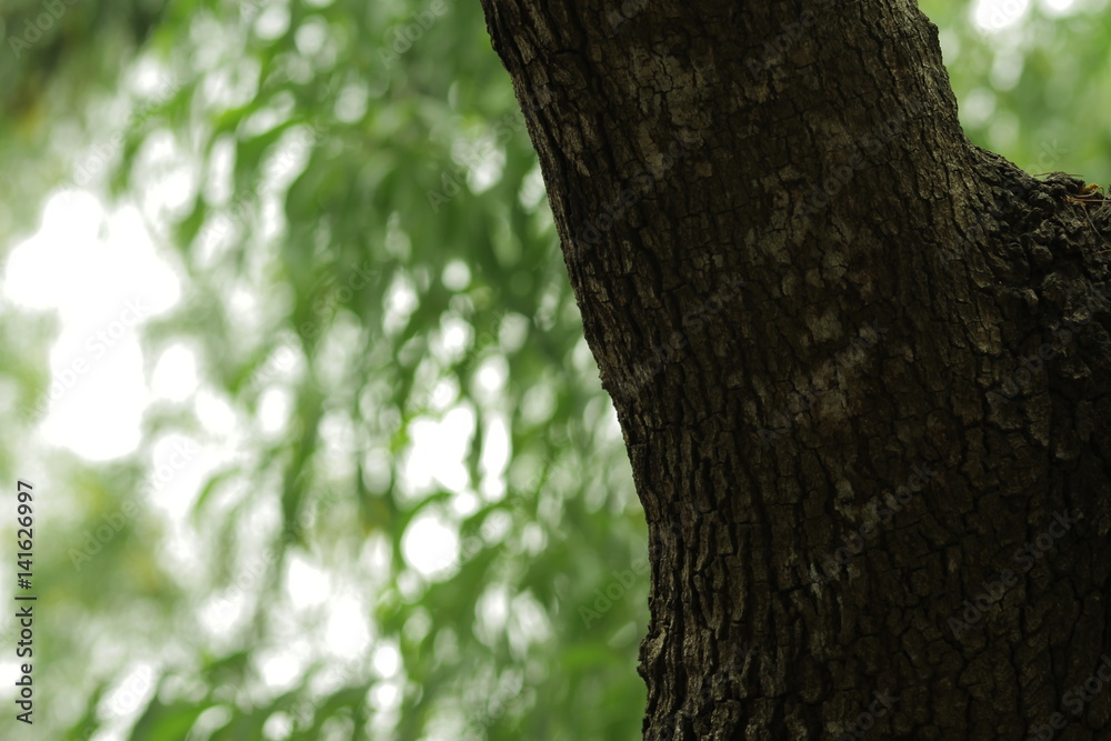 Obraz premium Batang Pohon (Tree Trunks)