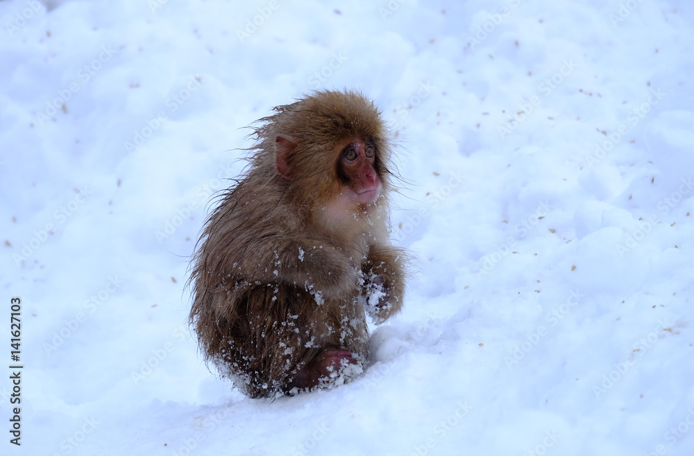 Naklejka premium スノーモンキー子猿