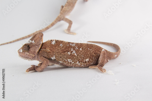 Chamaleo caliptratus, veiled chameleon