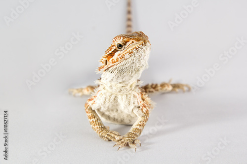 Pogona vitticeps