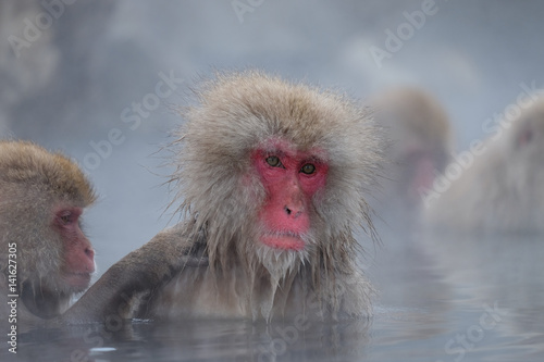 温泉とお猿 © sido