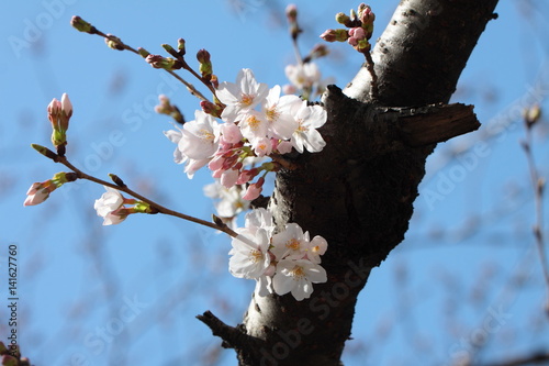 桜の花