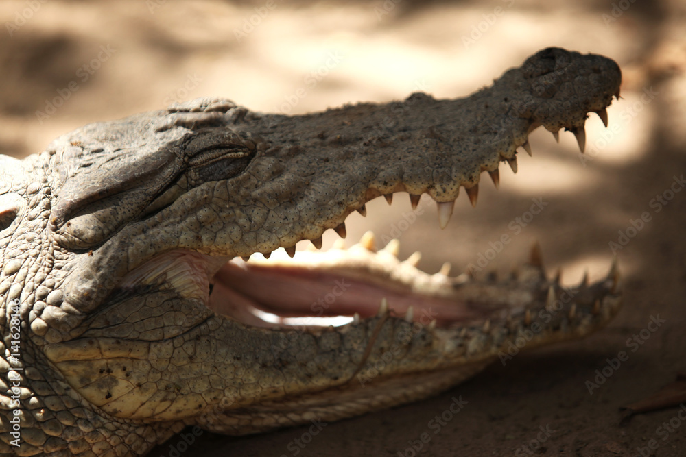 Fototapeta premium crocodile with huge teeth
