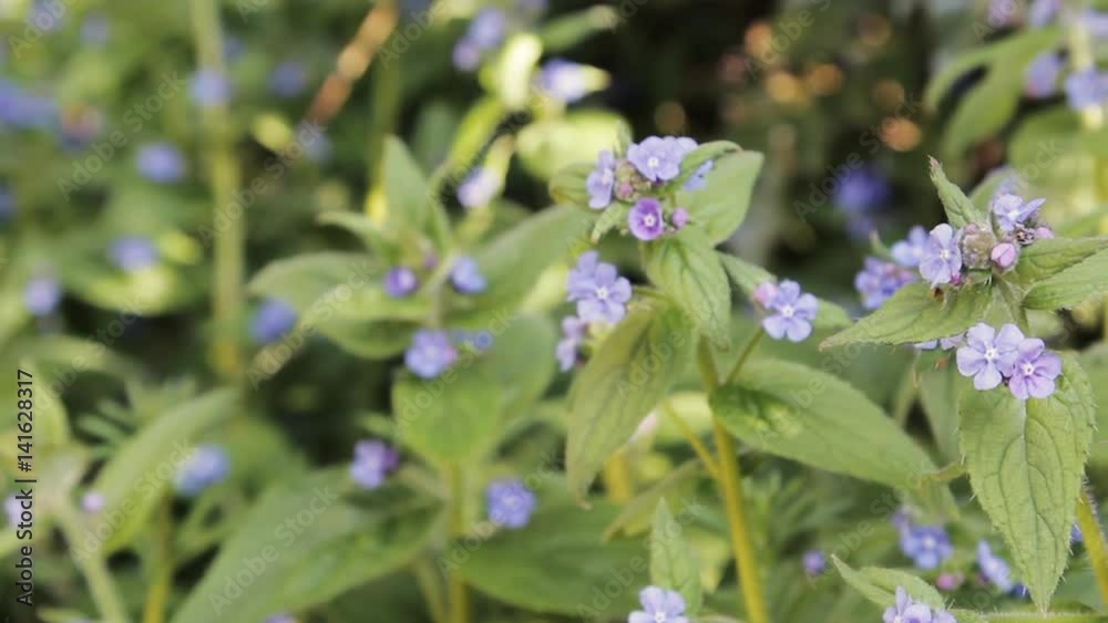 Small Blue Flowers with green leaves in a bed of plants flutter in the wind on a lonely country path Small Blue Flowers with green leaves in a bed of plants flutter in the wind on a lonely country path