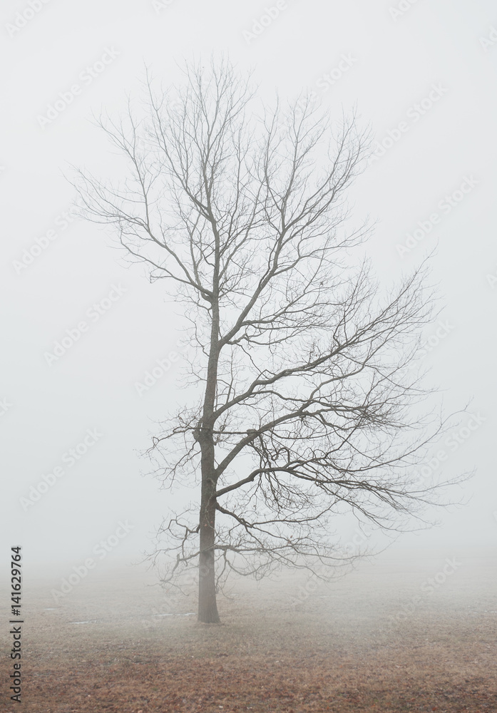 Foggy moody scene with tree in fog Foggy moody scene with tree in fog