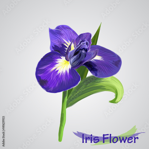 Fototapeta Naklejka Na Ścianę i Meble -  Iris flower isolated