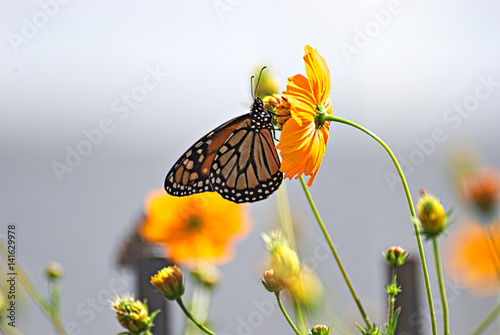 Wonderful Monarch butterfl in an orange flower