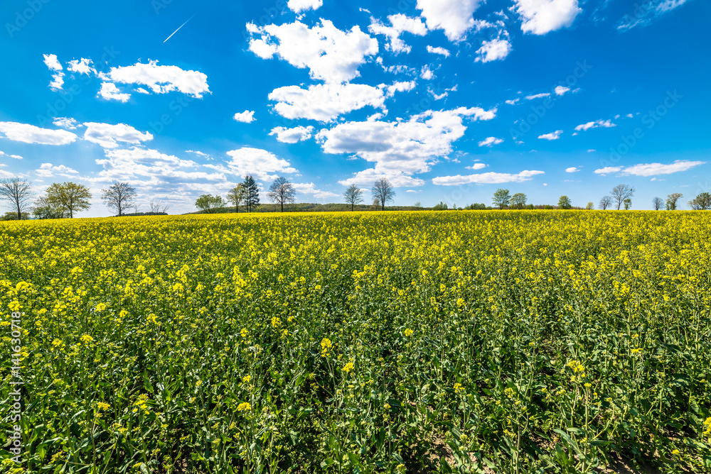 Yellow field of rape, blue sky on the horizon, landscape