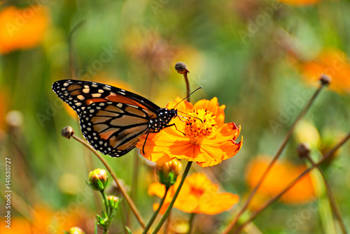Beautiful butterfly on an orange flowers and a colorful background © nikidericks
