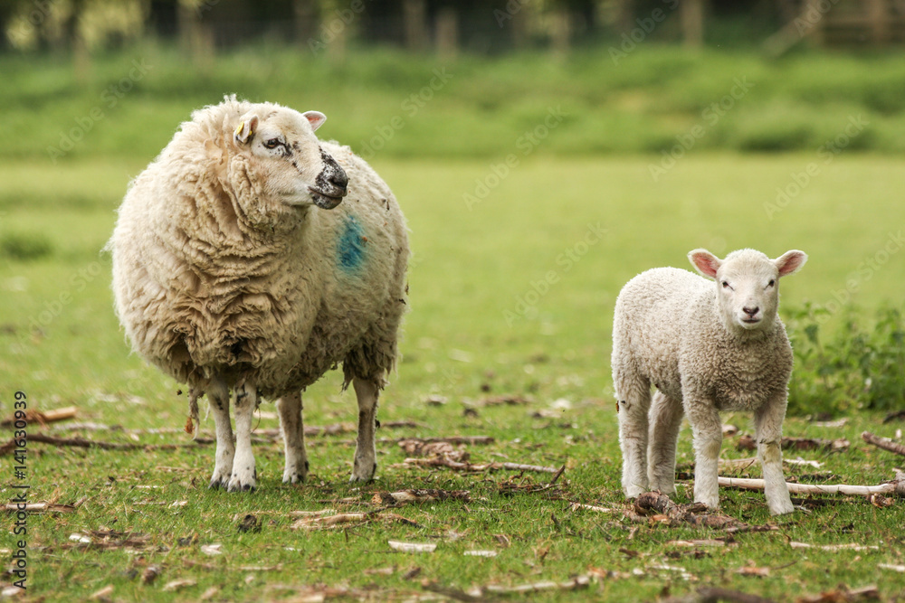 Naklejka premium Mother ewe sheep with lamb