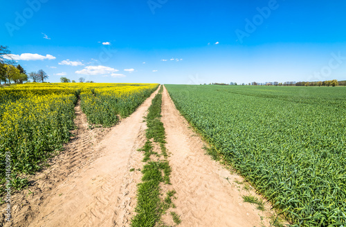Dirt road through field of rapeseed and cereal, landscape