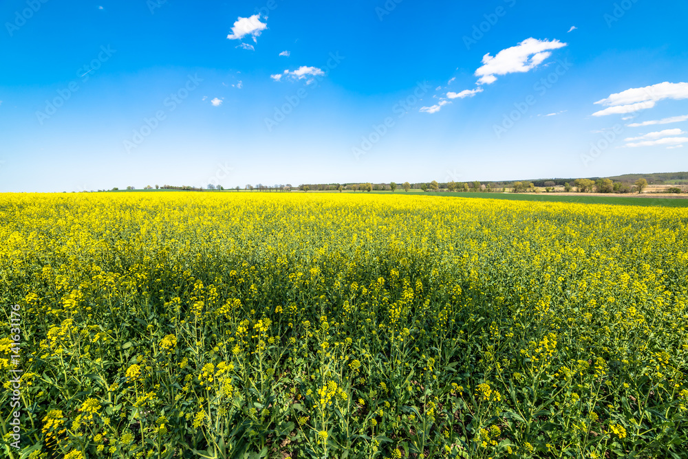 Obraz premium Blooming field of canola landscape, blue sky on the horizon