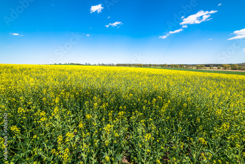 Blooming rapeseed field landscape  blue sky on the horizon