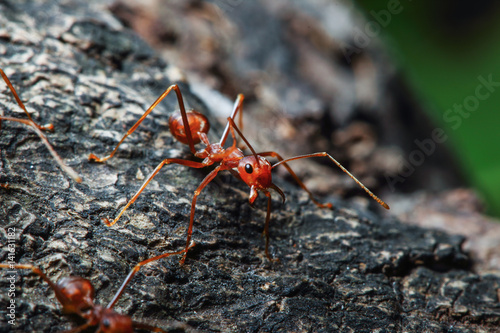Red ant on a tree
