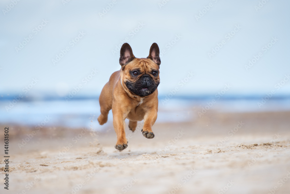 happy french bulldog dog running on a beach