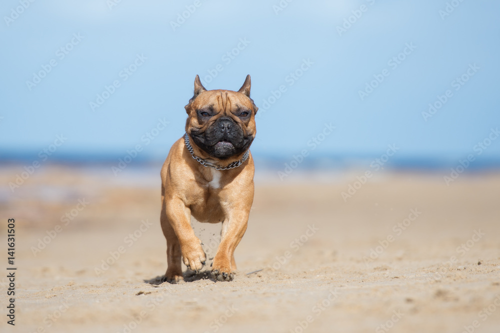 happy french bulldog running on a beach