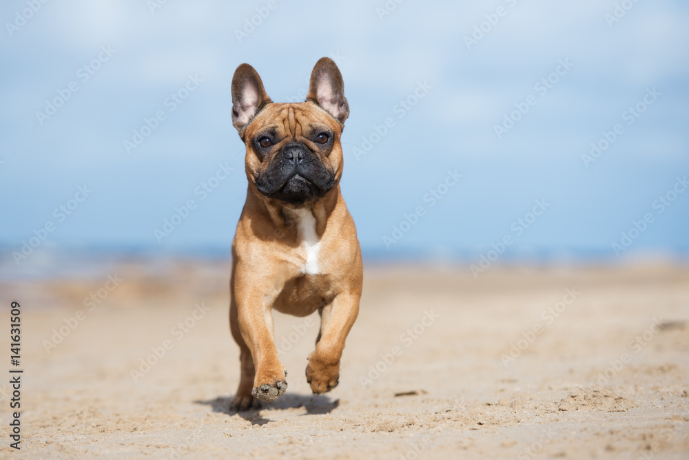 red french bulldog dog on a beach