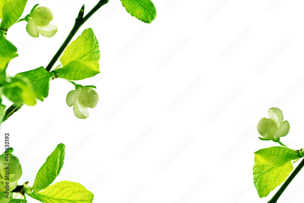 Flowering branch of apple isolated on a white background. Spring