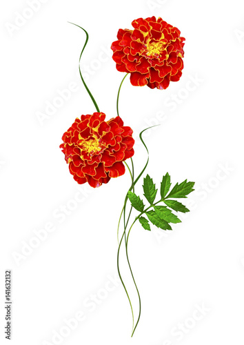 bright colorful flowers marigolds isolated on white background photo